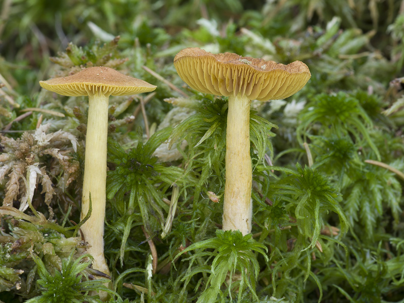 Cortinarius bataillei